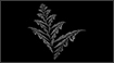 Fractals - Fern