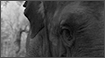 Black & White Photography - Ganesha