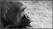 Black & White Photography - The Thinker