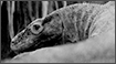 Black & White Photography - Komodo