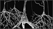 Op-Ed Writing - AI Neural Musculature: Care & Feeding of the Control Problem
